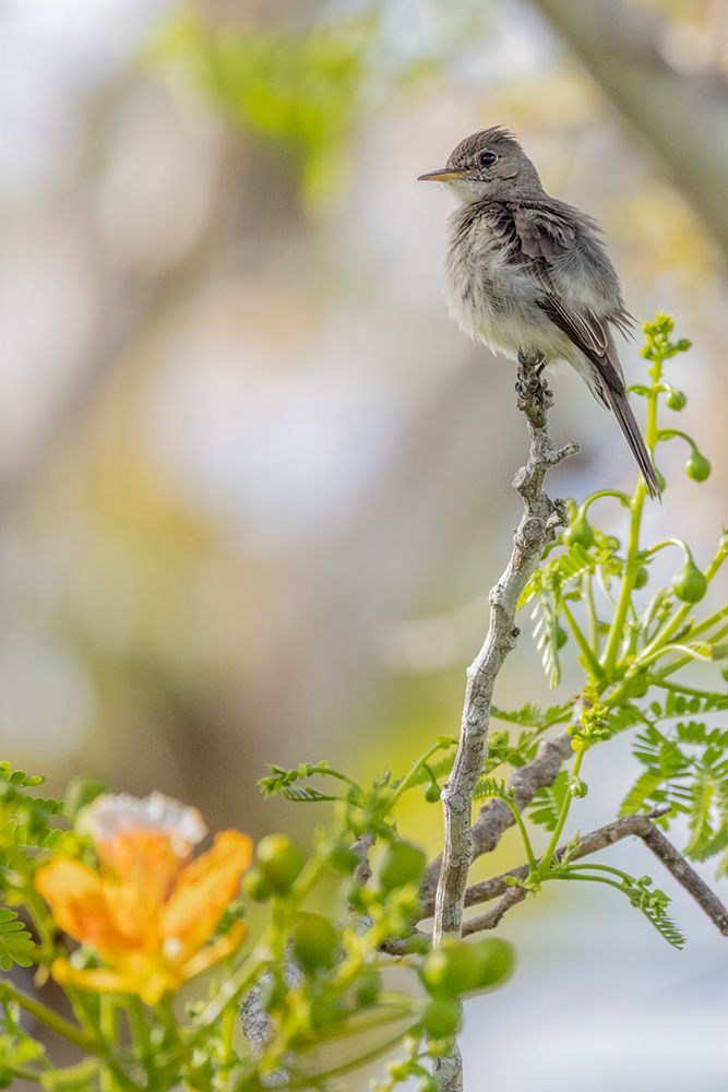 Belize-Central America-Morelets Seedeater